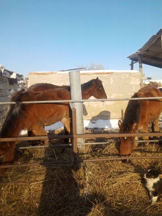 Продам жеребенка