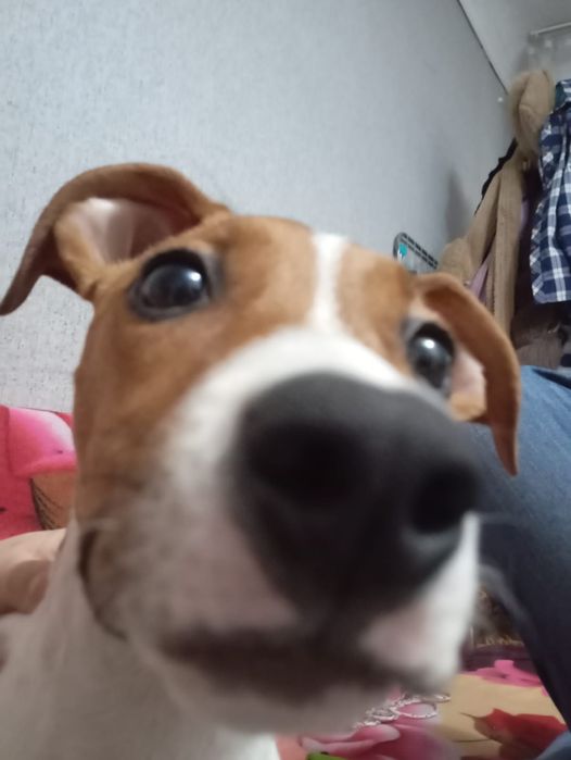 Рыже-белая умница!Щенок стаффордширского терьера , девочка , 5 месяцев