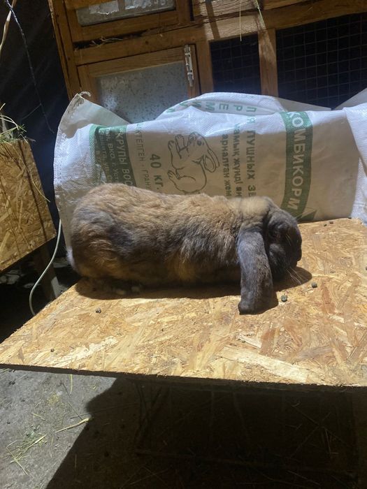 Продам кроликов