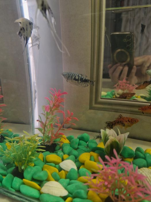 Продам аквариум с рыбками