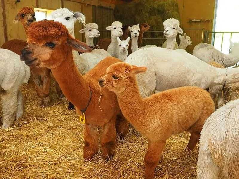 Vând Alpaca femele și masculi