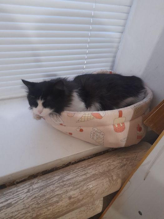 Бесплатно кошечку мышелова