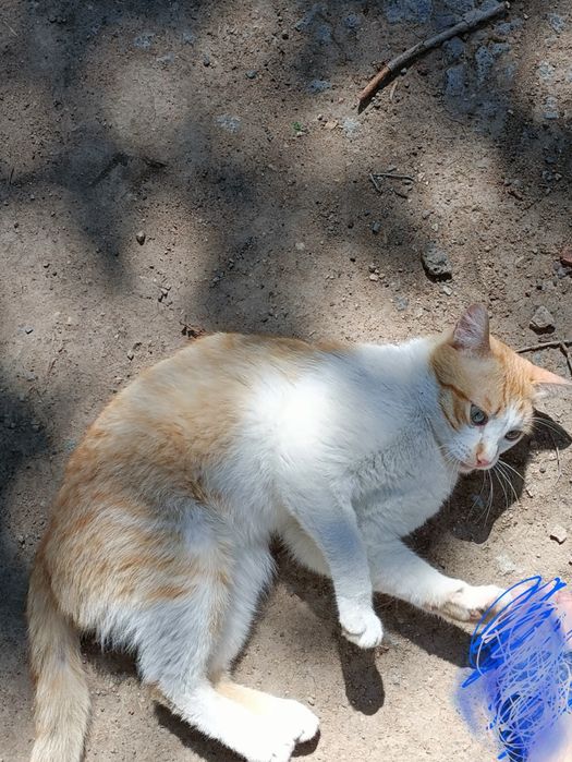 Котик, который живет на улице