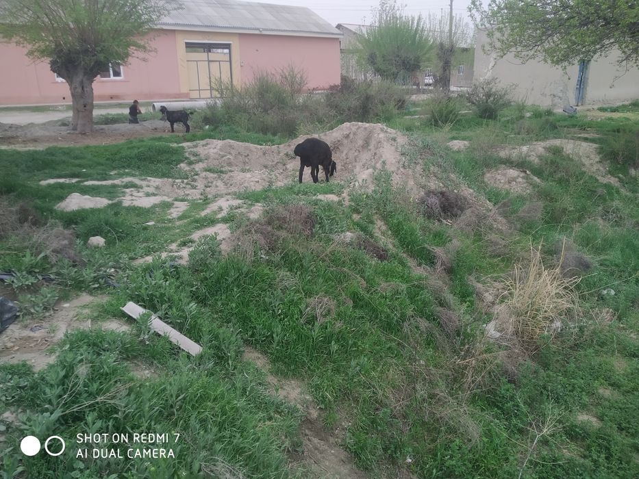 Срочна Учаска сотилади