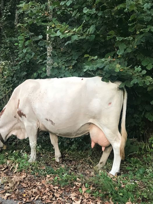 Vând vacă de 8 ani