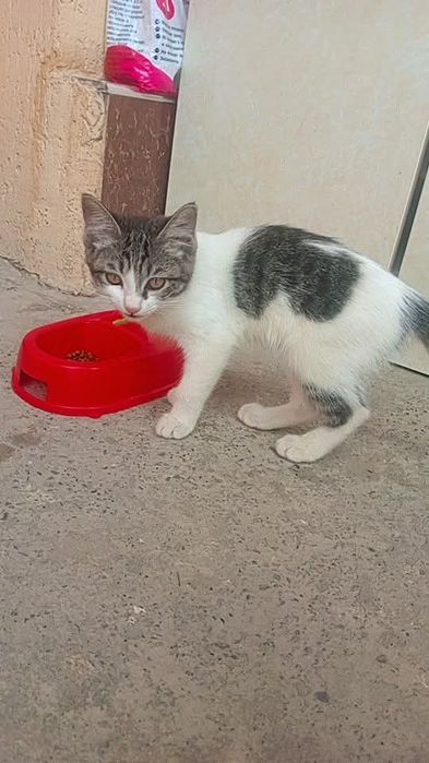 Котёнок даром в добрые руки