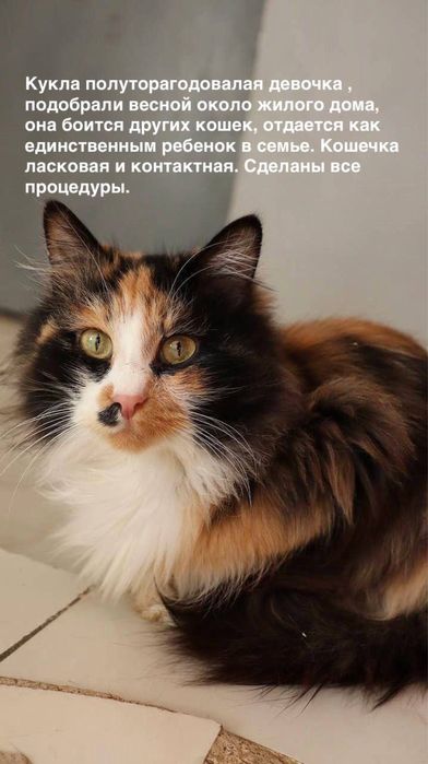 Кошка Кукла ищет семью!