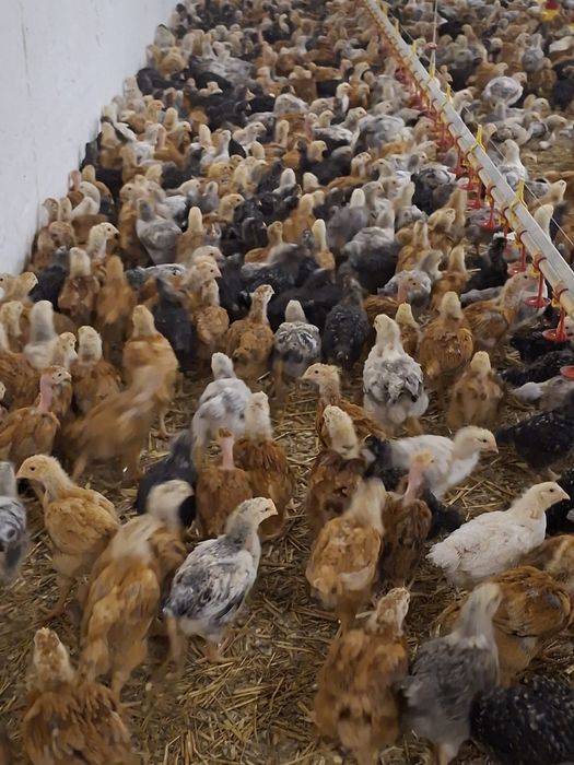 Puii albi de carne și rasa mixta