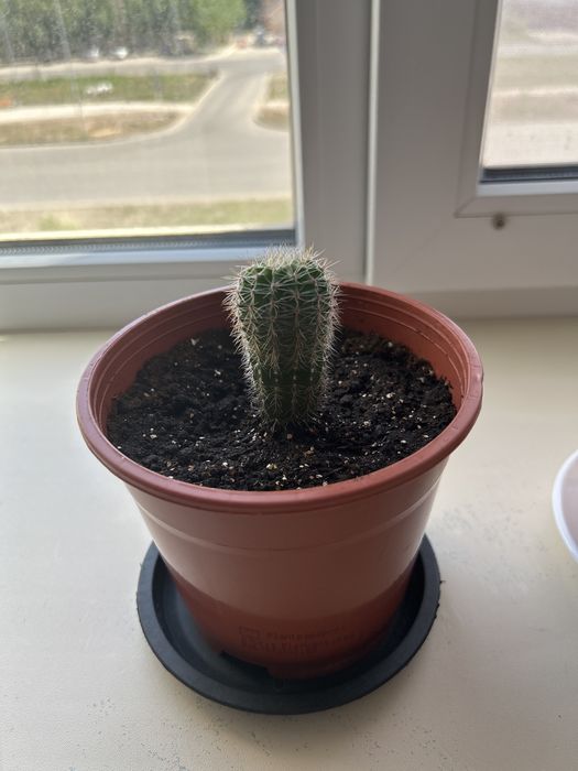 Продам отростки кактуса