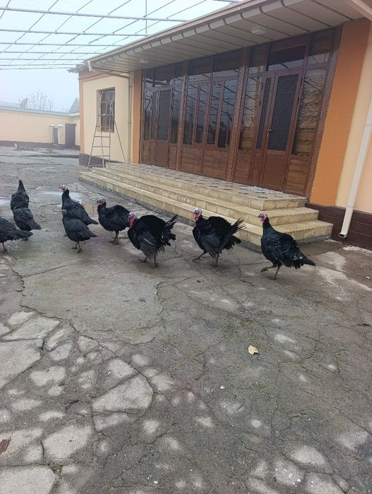 Erkak kurkalar  sotiladi