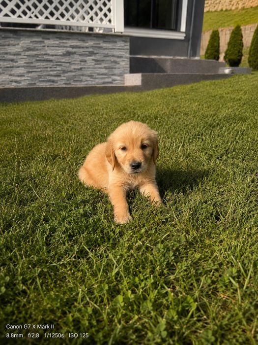 Pui Golden Retriever din Parinti Pedigree