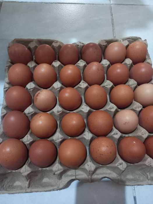 Инкубационное яйцо несушки Ломанн браун.