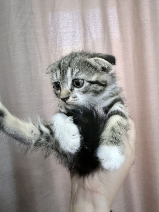Отдам котят в хорошие руки
