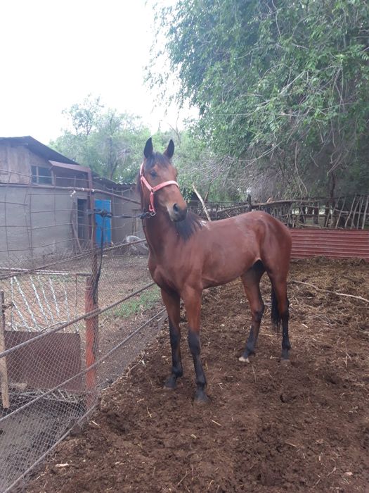 Английский жеребец