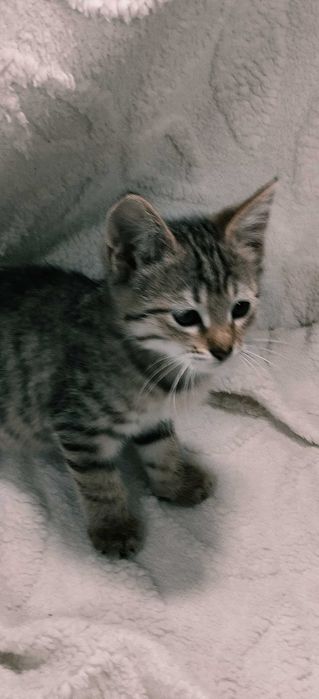 Подарю домашних котят. Мальчики и девочки. 2 месяца.