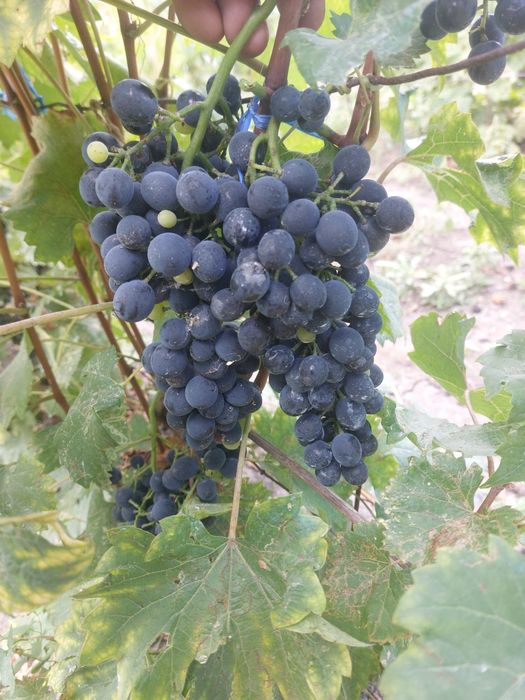 Vând struguri un cupaj de Albi Feteasca-Riesling si Negri Merlot-Fetea