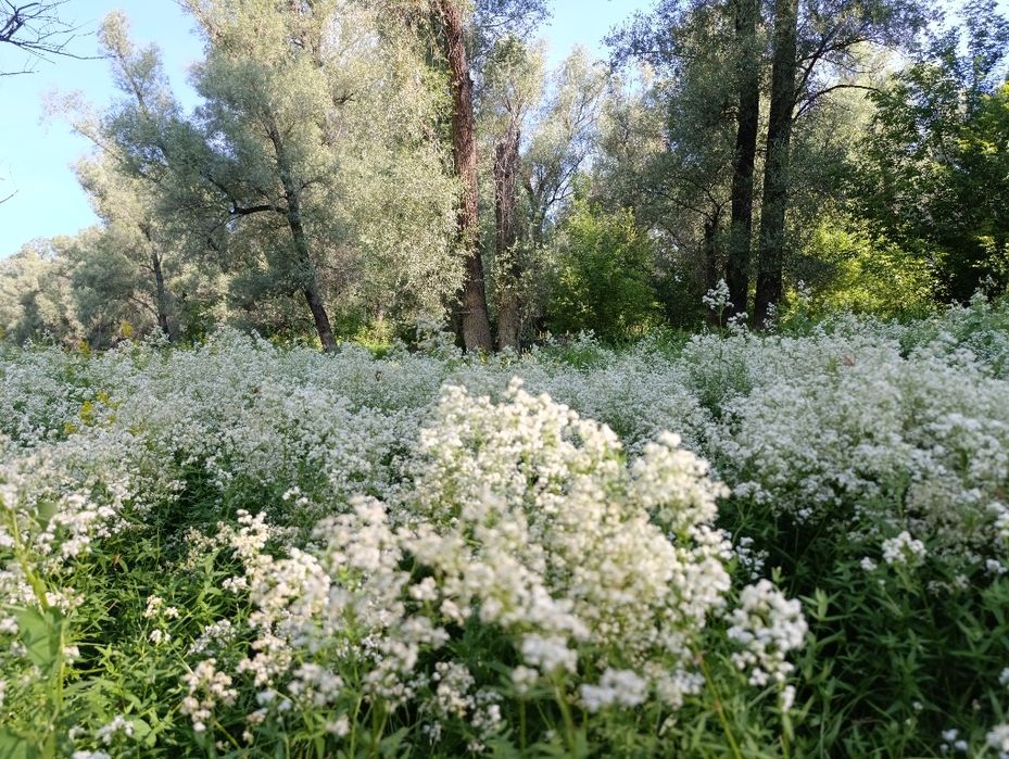 Запарки для Бани, Сауны
