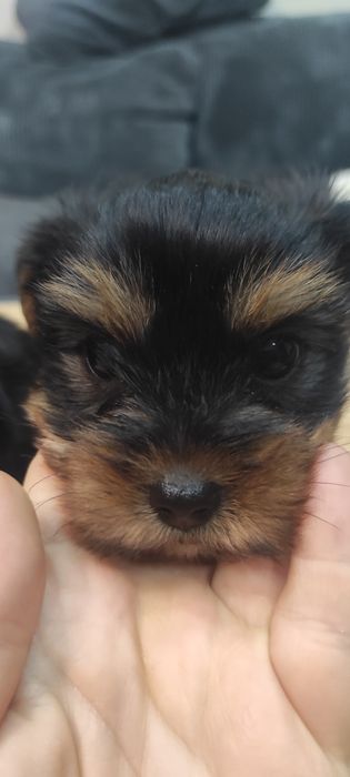 Йоркширски териер (без родословие)