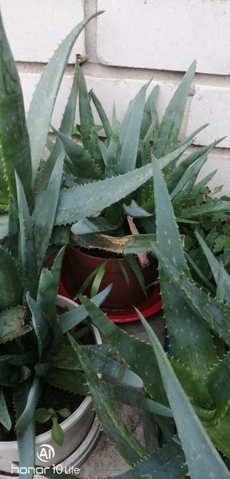 Продам домашний алой