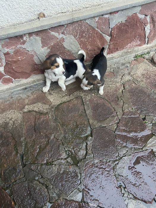 Кученца Бигъл на два месеца