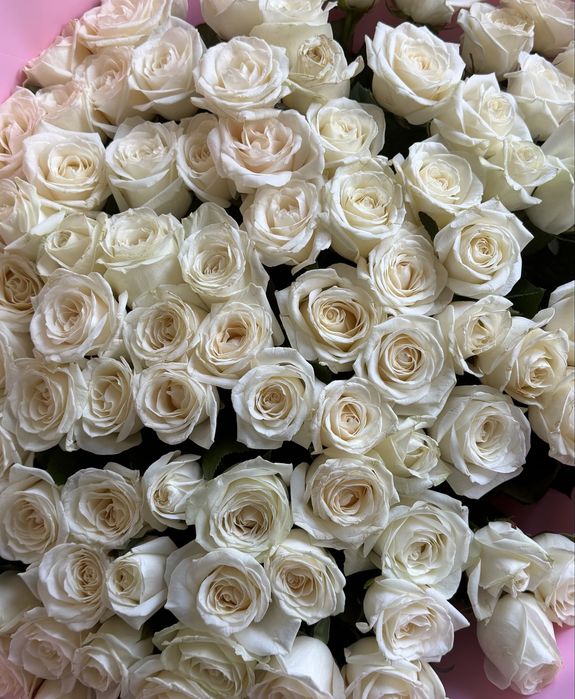 Белые розы 101 шт