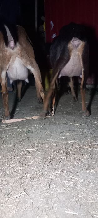 Capre de lapte anglo nubiene