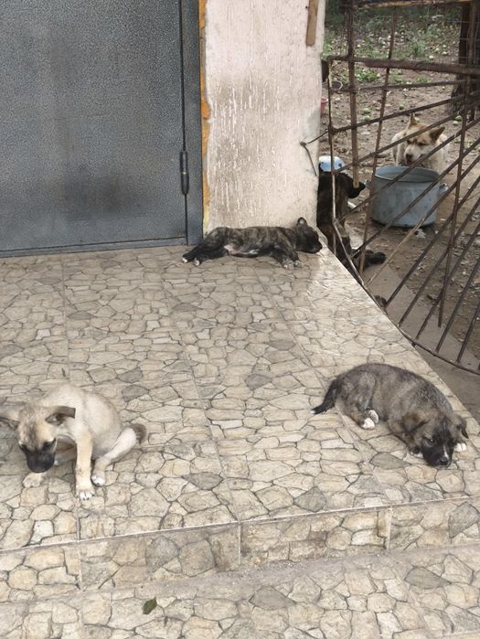 Щенки помесь Кане-корсо и хаски