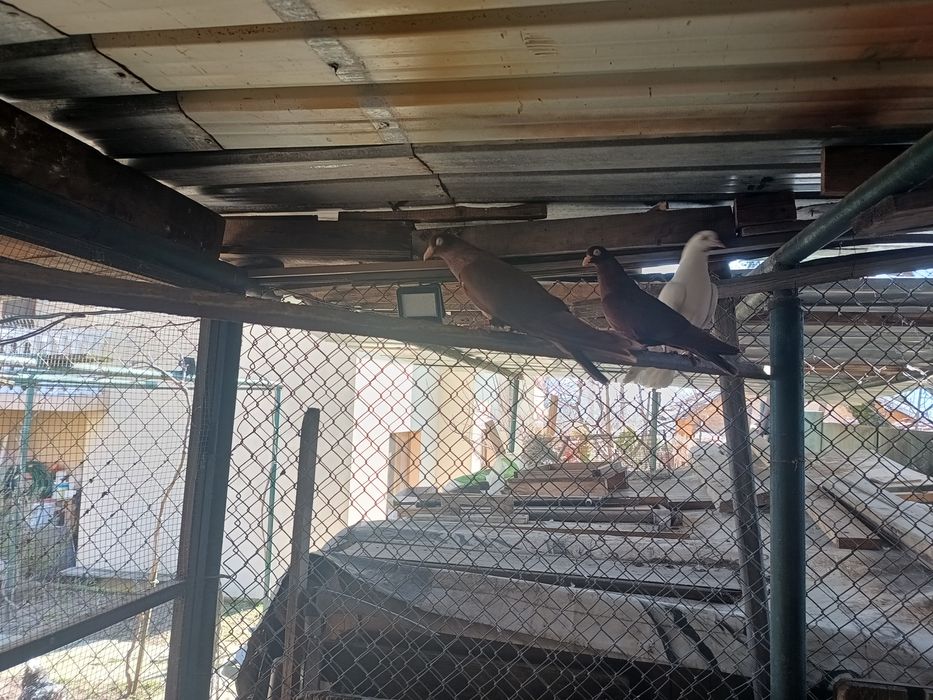 Продавам Гълъби, различни видове