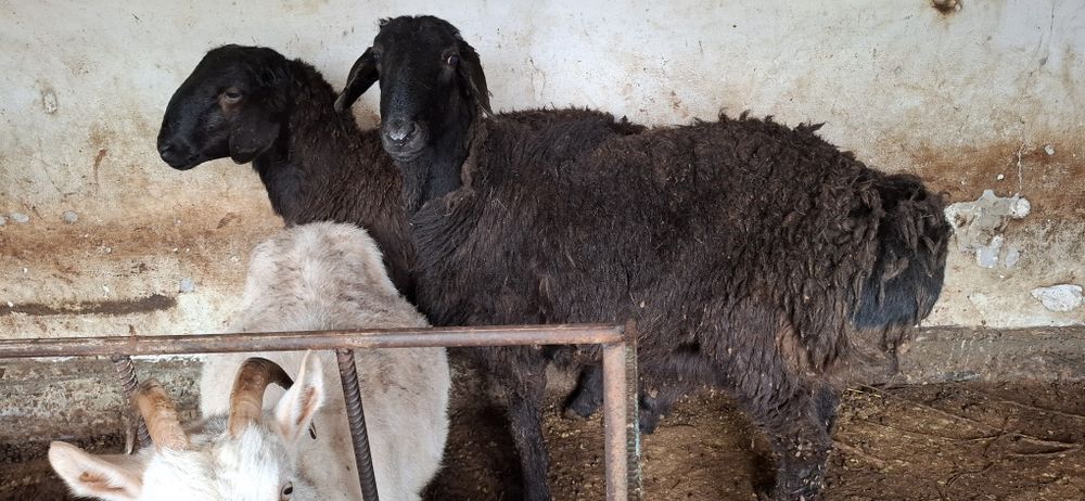 Қошкарлар тез арада сатылады