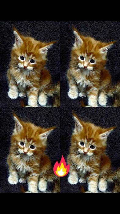 Котенок породы мейнкун