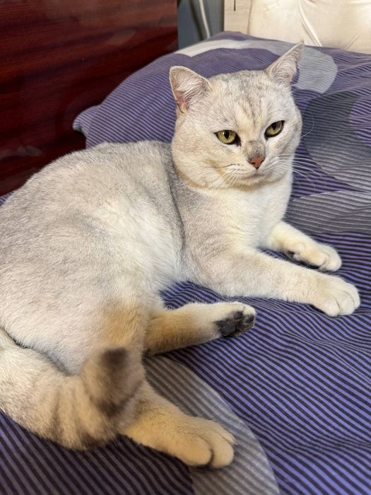 Серебристая британская шиншилла