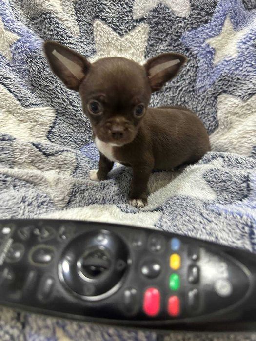 Предлагается к продаже щенок Чихуахуа шоколадного окраса