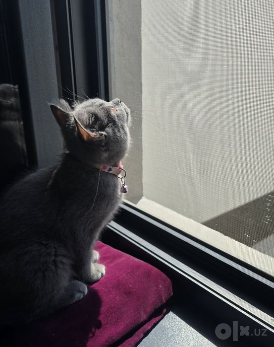 Скоттиш Фолд и Страйт