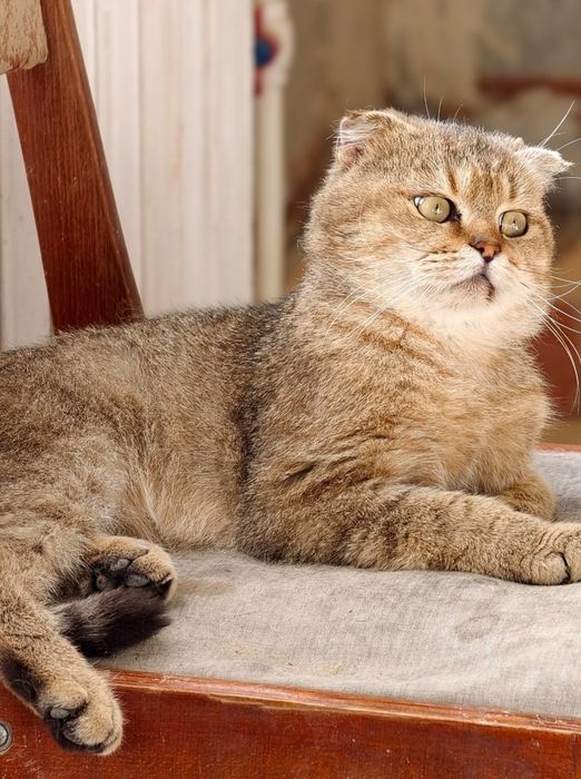 Найден кот, шиншилла