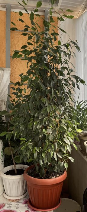 Продаётся фикус Бенджамина