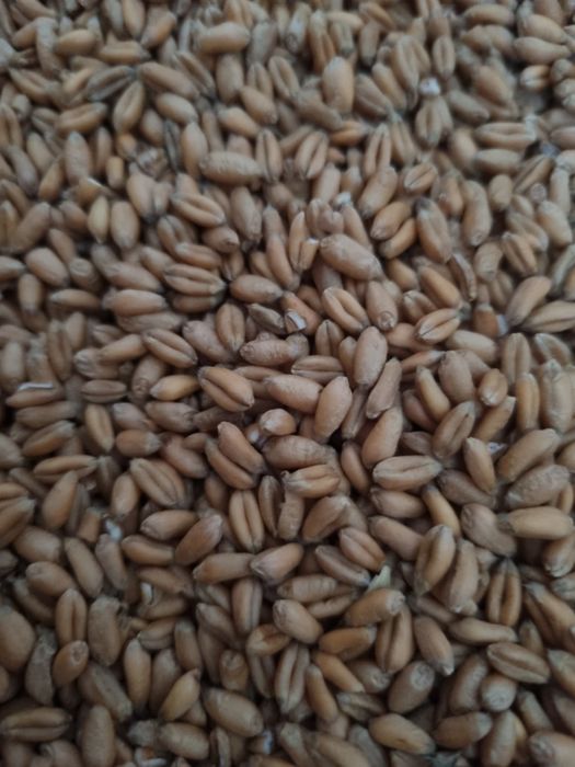 Porumb grâu și triticale