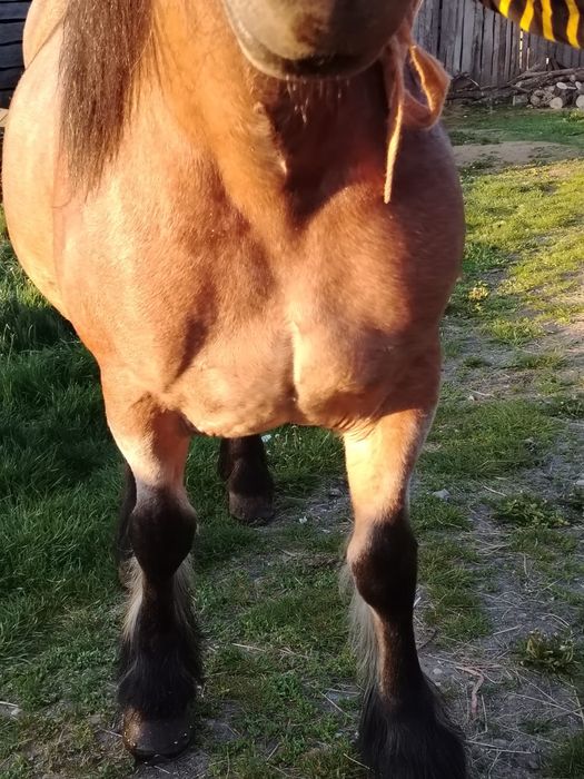 Mânză de vânzare
