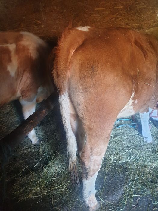 Juninca in varsta de  15  luni frumoasa ingrijita in jur de 350-400 kg