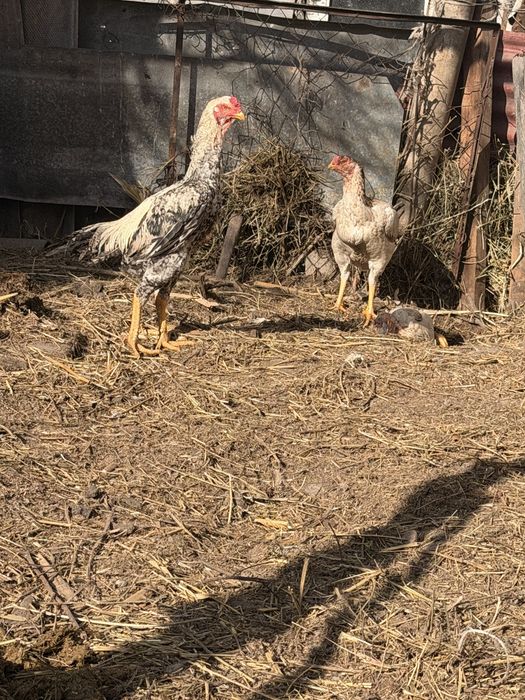 Дакан атлас бойцовый