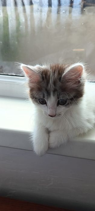 Отдам кошку  в хорошие руки