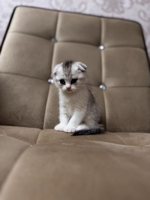 Срочно продается серебристая шиншила