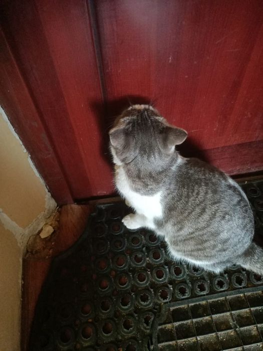 Бездомная кошка бесплатно