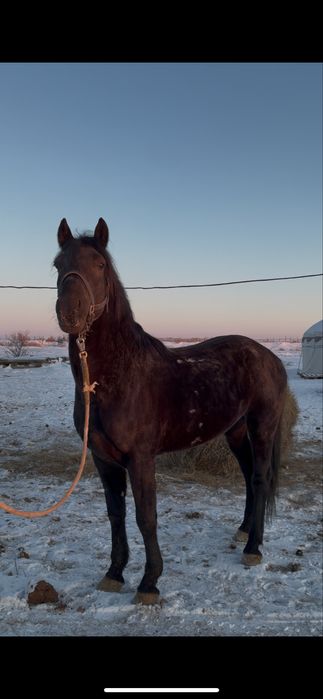 6 жасар айғыр сатылады, Продается жеребец