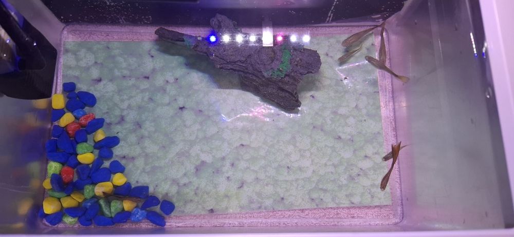 Аквариум с рыбками