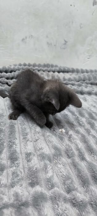 2 кошечки, серенькие