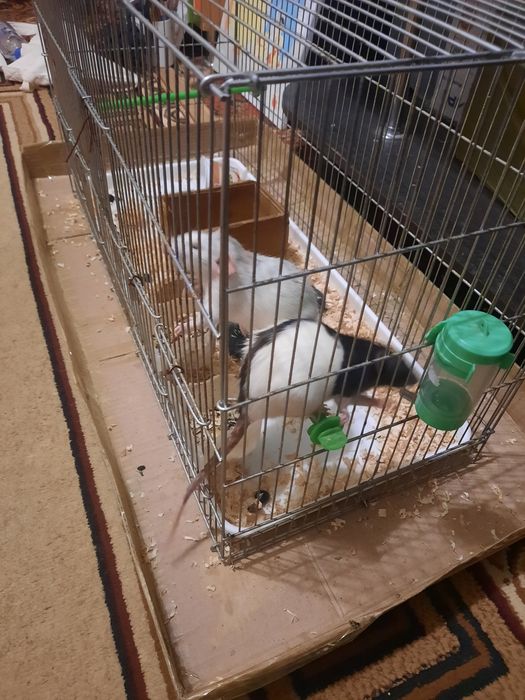 Продам декоративных крыс