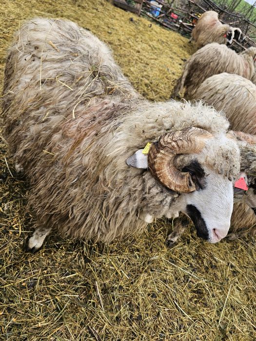 Vând berbec tanar