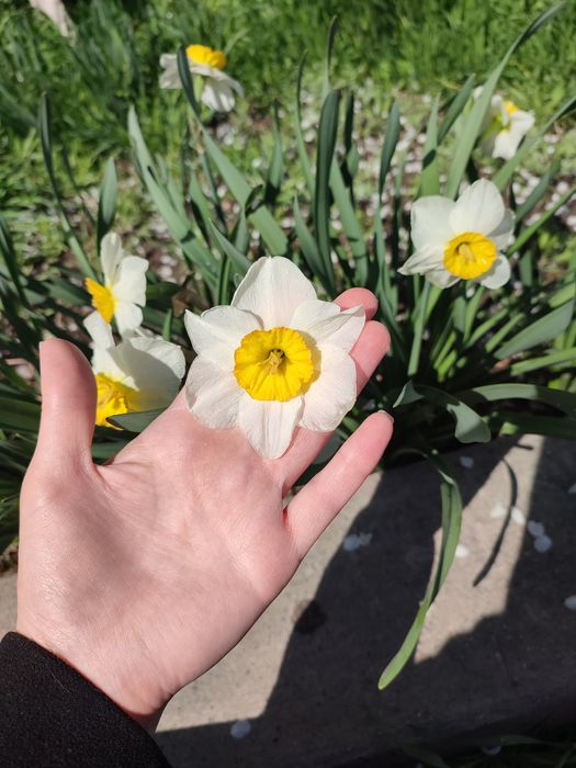 Крупно корончатые нарциссы. Луковицы