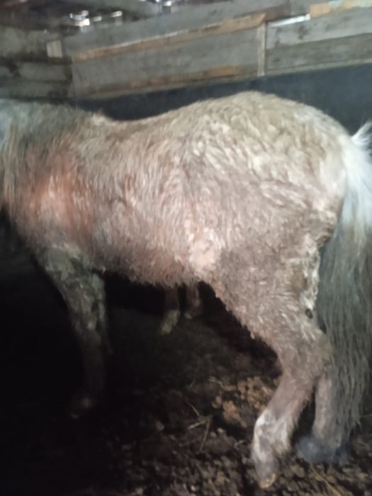 Продам лошадь на откорме