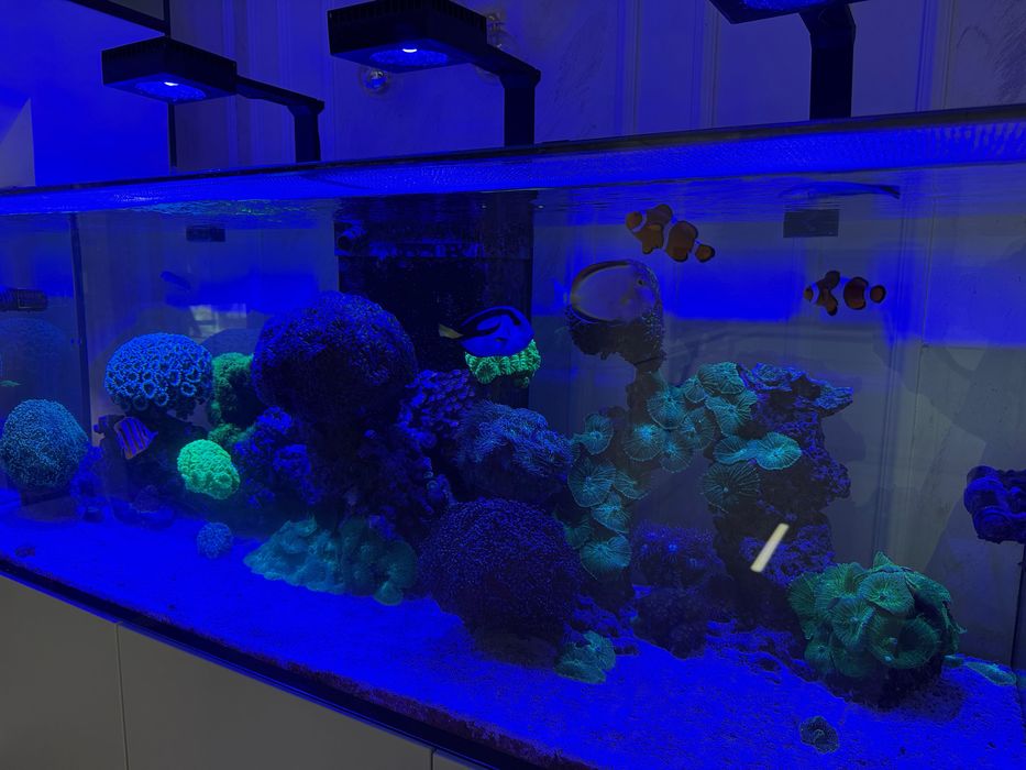 СпешноМорски Аквариум готова система Red Sea 525XL 3900лв